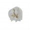 LAMPHOLDERS T5 TRANSPARENT AC.423340T