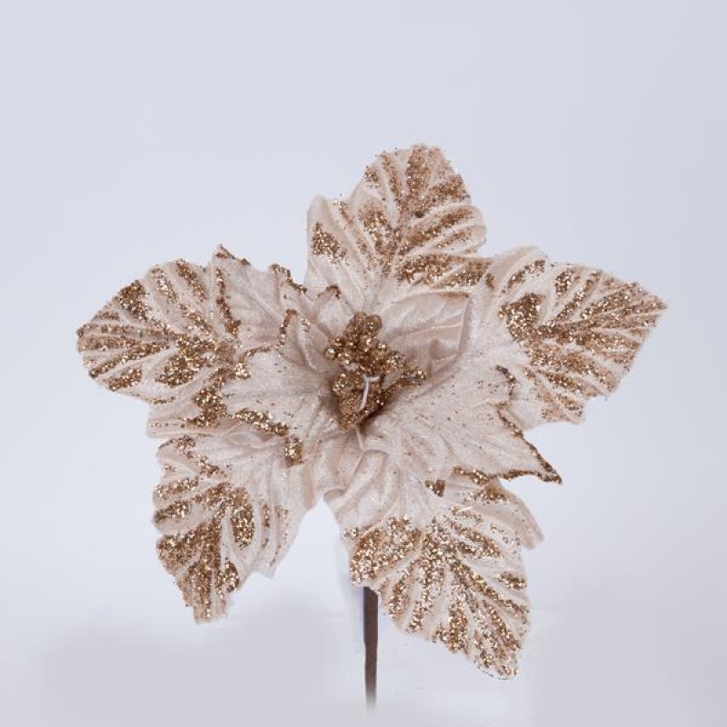 POINSETTIA, CHAMPAGNE WITH WHITE ANTHERS, 22cm 600-46158