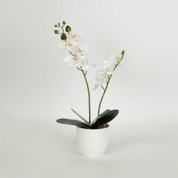 ORCHID , IN A POT, WHITE,35cm 758-14025