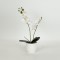 ORCHID , IN A POT, WHITE,35cm 758-14025