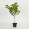 TREE 105cm, IN A POT, PLASTIC, BLACK,42x32x56cm 758-14034