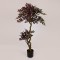 SUKI FICUS TREE,  RED-BLACK LEAVES, IN A POT,  PLASTIC, BLACK, 137cm 758-14043