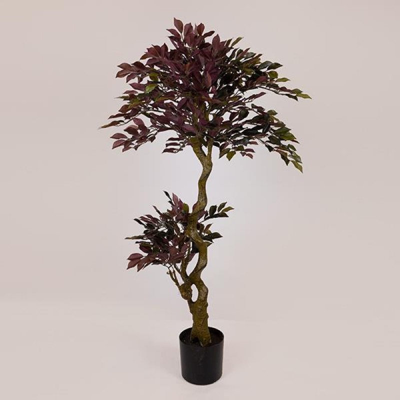 SUKI FICUS TREE,  RED-BLACK LEAVES, IN A POT,  PLASTIC, BLACK, 137cm 758-14043