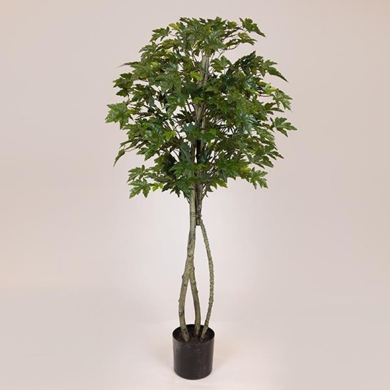MAPLE IVY TREE,  IN A POT,  PLASTIC, BLACK, 167cm 758-14044