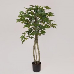 MAPLE IVY TREE,  IN A POT,  PLASTIC, BLACK, 137cm 758-14045