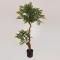 SUKI FICUS TREE, GREEN LEAVES, IN A POT,  PLASTIC, BLACK, 135cm 758-14046