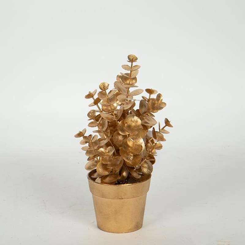 PLANT  IN  A  POT, EUCALYPTUS, SILVER, 20cm 758-14062